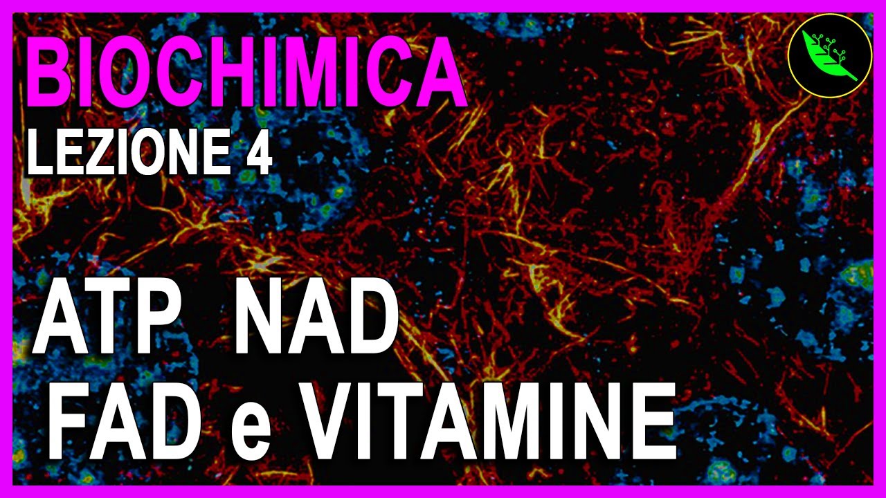 ATP , Molecole ad alta energia, NAD , NADP , FAD e VITAMINE  -Biochimica Lezione 4