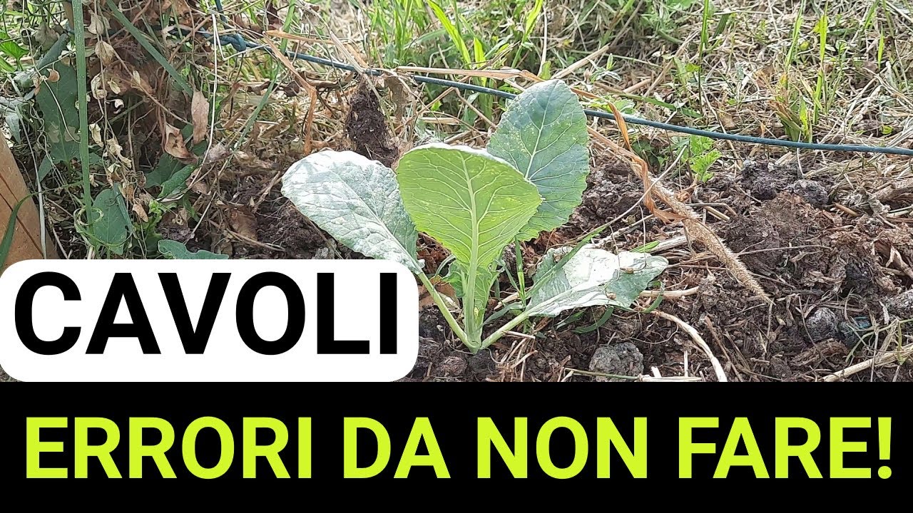 Trapianto dei CAVOLI nell'orto: ERRORI da non fare!