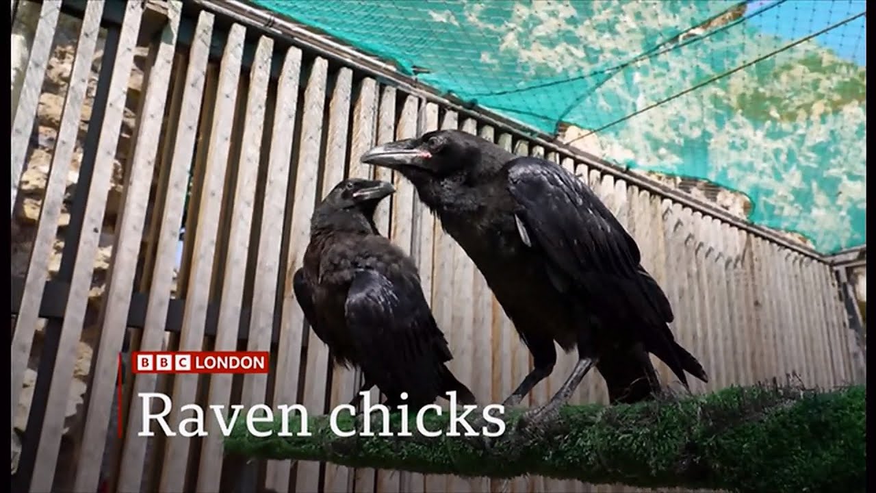 Kingdom secured as two new ravens have joined the Tower of London (UK) 15/May/2025