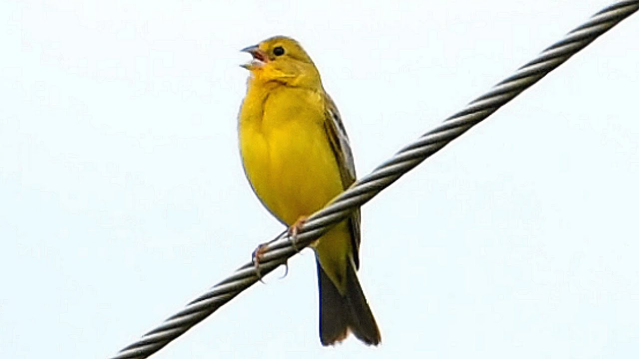Canário tipio cantando estourado na natureza para deixar qualquer um de boca aberta