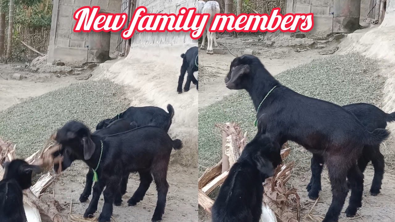 Best quality and most beautiful local goat in Assam//farming in Assam 🐐Assam farming YouTube channel
