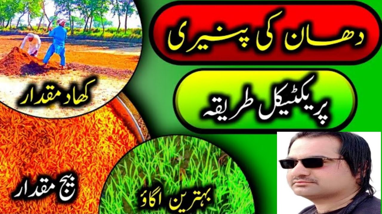 دھان کی پنیری کاشت کرنے کا جدید ترین طریقہ ۔صرف 25 دن میں دھان کی بنیری تیار کرنے کے لیے یہ جدید تری