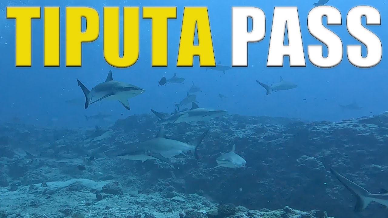 Scuba Diving Tiputa Pass In Rangiroa With 100 Of SHARKS! 🇵🇫