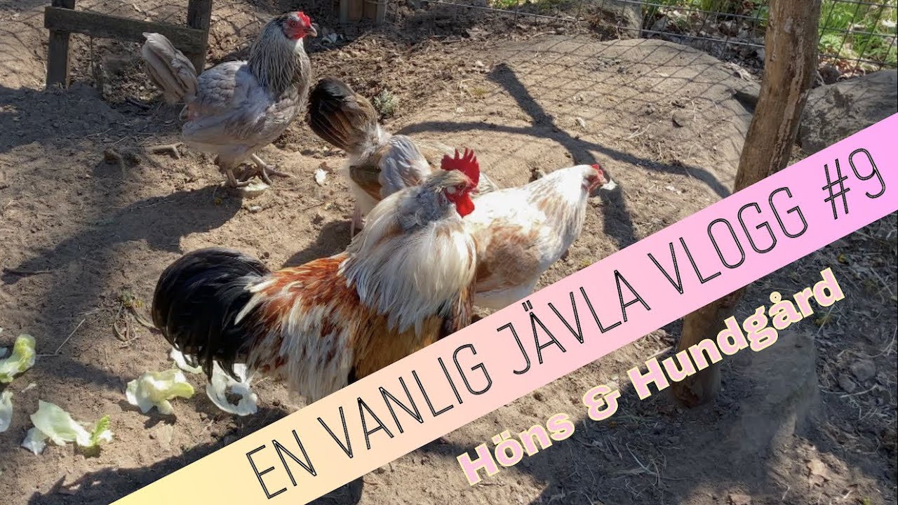 EN VANLIG JÄVLA VLOGG #9 - Höns & Hundgård