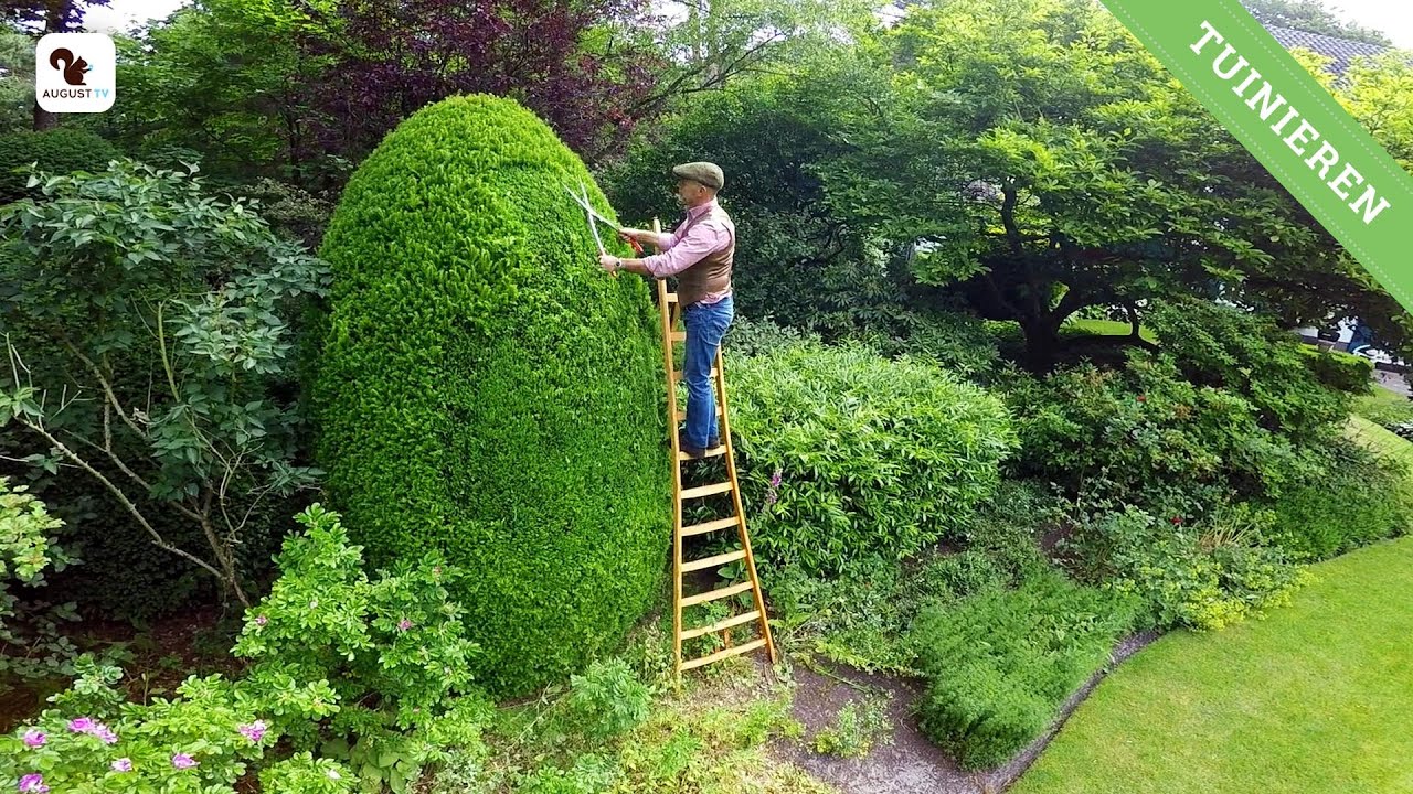 Taxus & Buxus snoeien