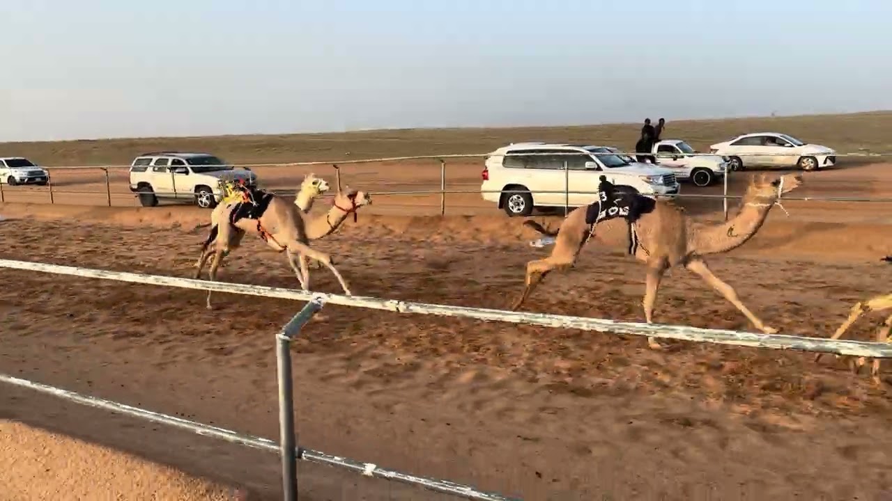 الشوط الثاني بكار مفاريد / زعامة عبدالله حمد الربيعان