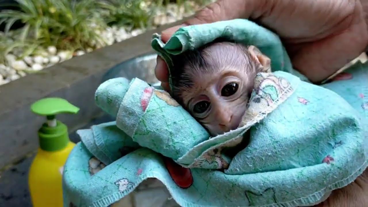 mandi pertama kali bayi monyet Brighten
