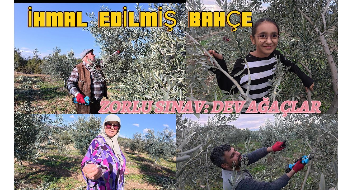 5 YILDIR EL DEĞMEMİŞ DEV ZEYTİNLER! | Sugo SC 8610 Uzatma Koluyla Zorlu Mücadele