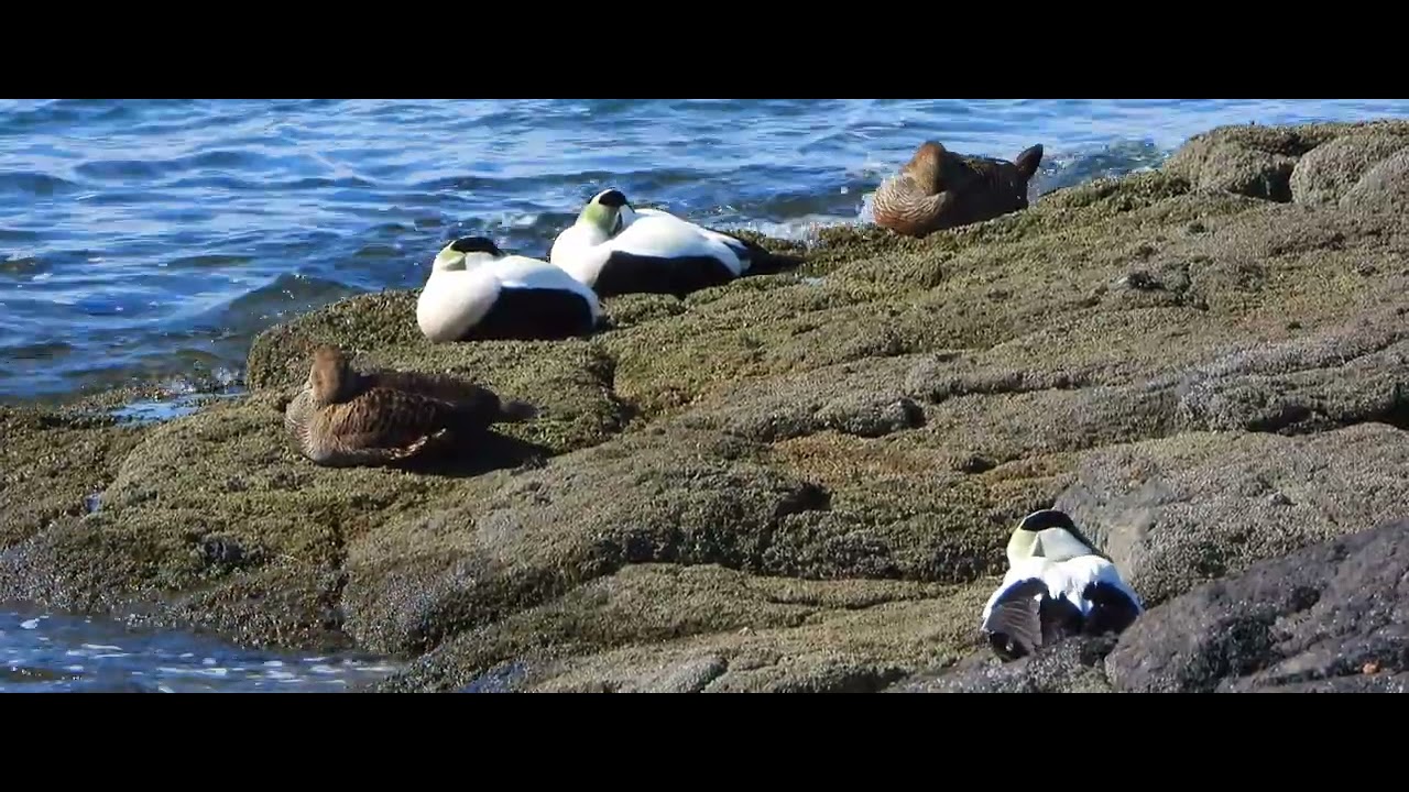stilling eiders
