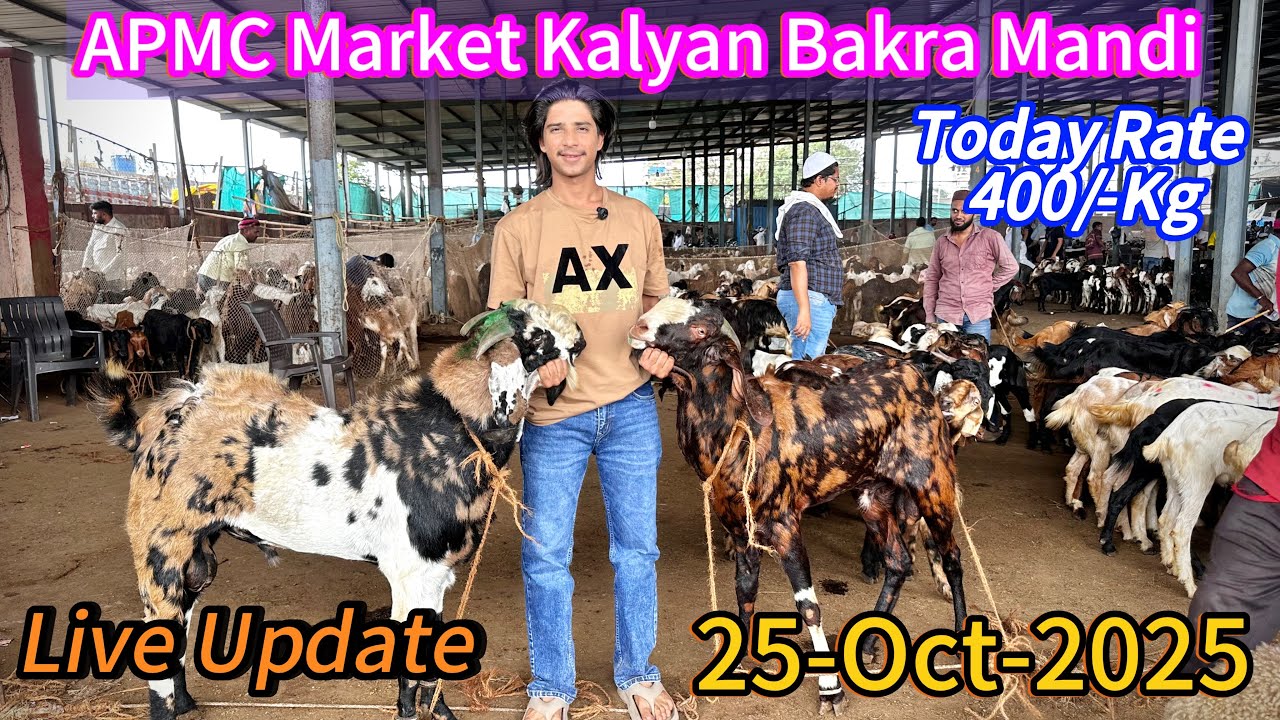 APMC Market Kalyan Bakra Mandi Live Update – 25-October-2025