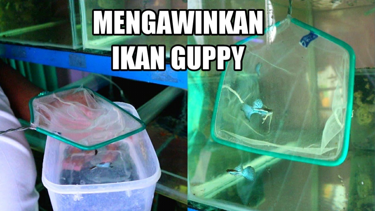 Tutorial Mengawinkan Ikan Guppy Dengan Sangat Mudah