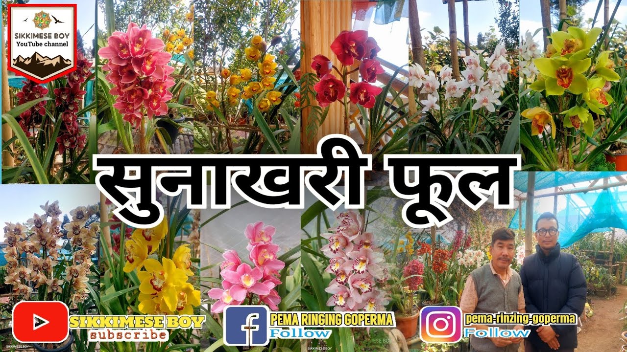 सुनाखरी फूलको खेती सम्बन्धी यो भिडियो हजुरहरूका लागि प्रस्तुत गरेको छु।