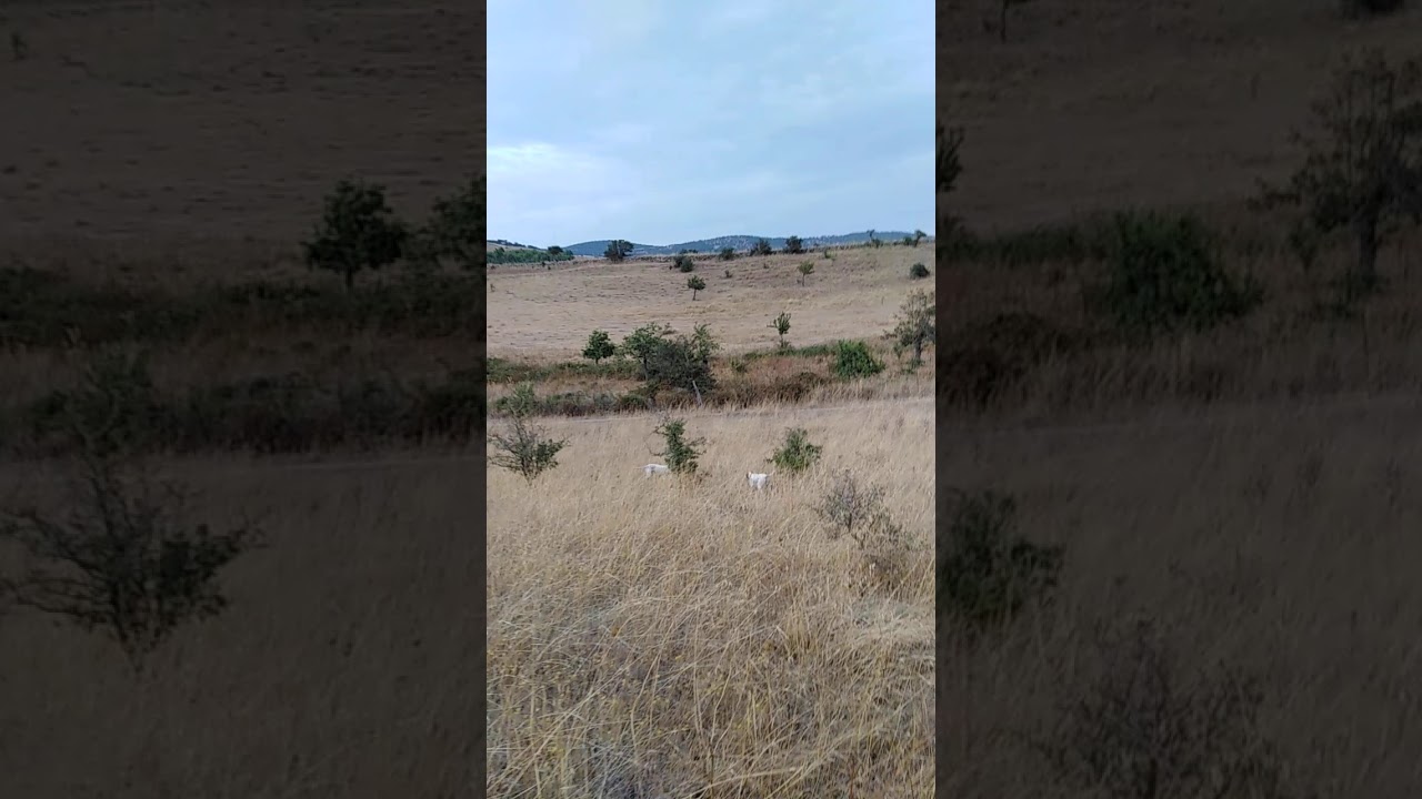 Pointer Inglese  ferma su lepre allenamento 2019