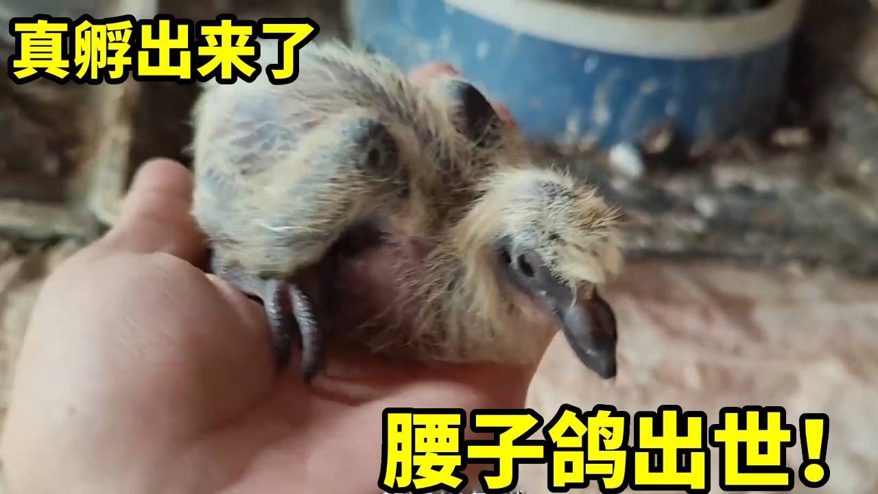 上期的腰子蛋真孵出鸽子来了！可爱的小生命黑嘴巴黑脚丫，希望你茁壮生长！✦俏鴿✦