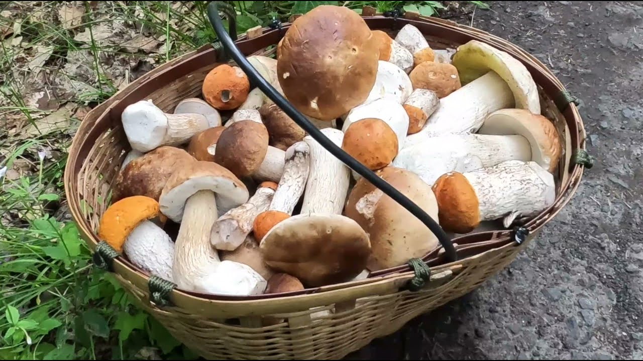 NA HOUBY ! 5. Konečně plnej./Czech mushroom harvesting/Сбор грибов в Чехии/