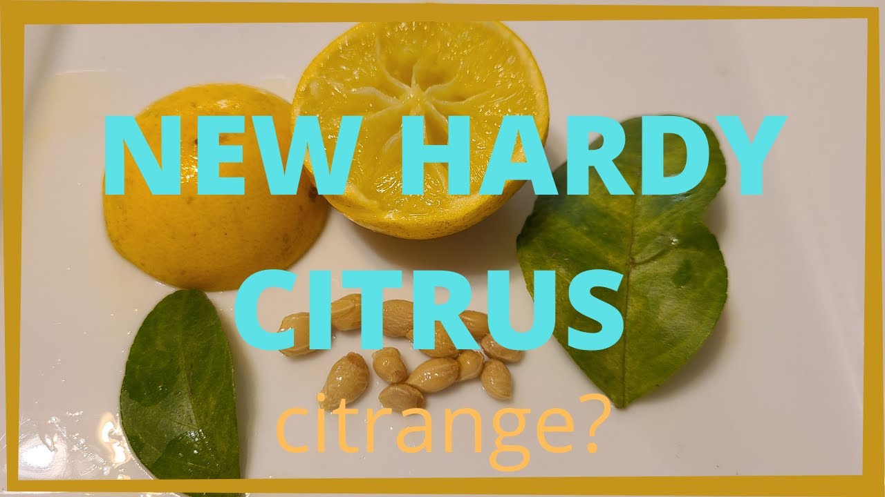 New Hardy Citrus discovery in Virginia.