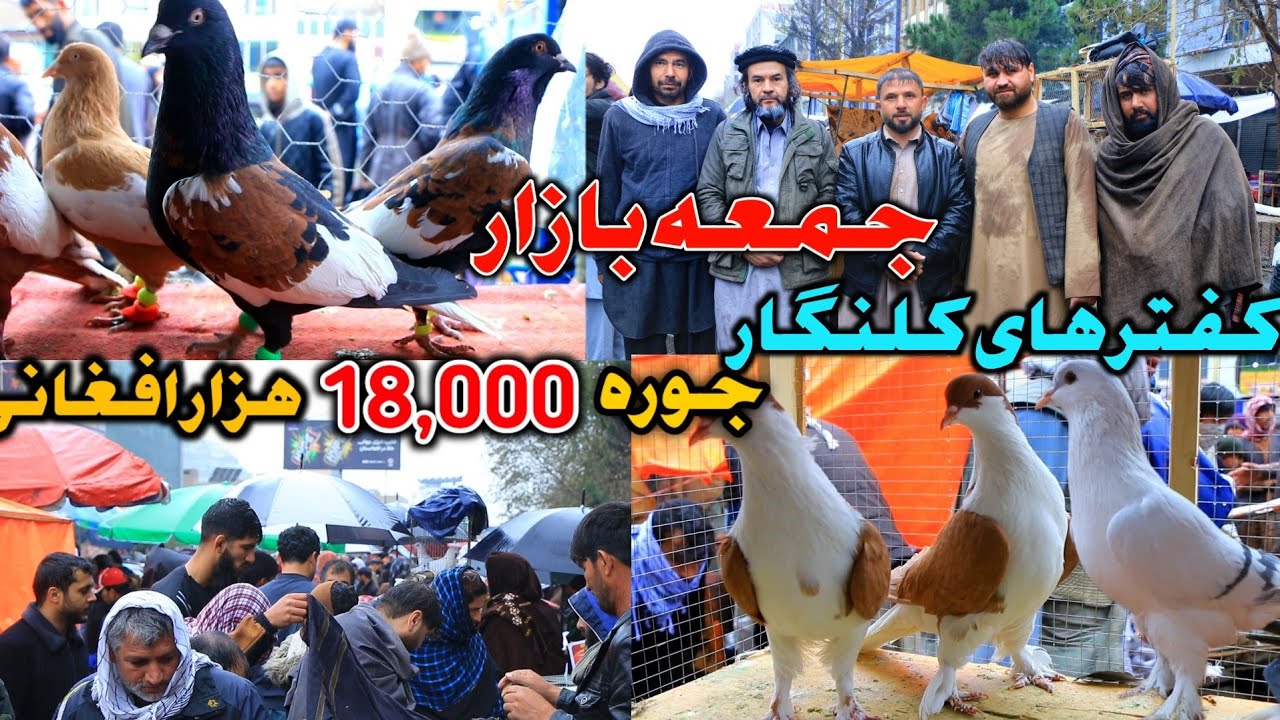 جمعه بازار روز بارانی- جوره 18,000 هزار افغانی کفتر های کلنگار |کفتر های شگفت انگیز و بی نظیر در ...