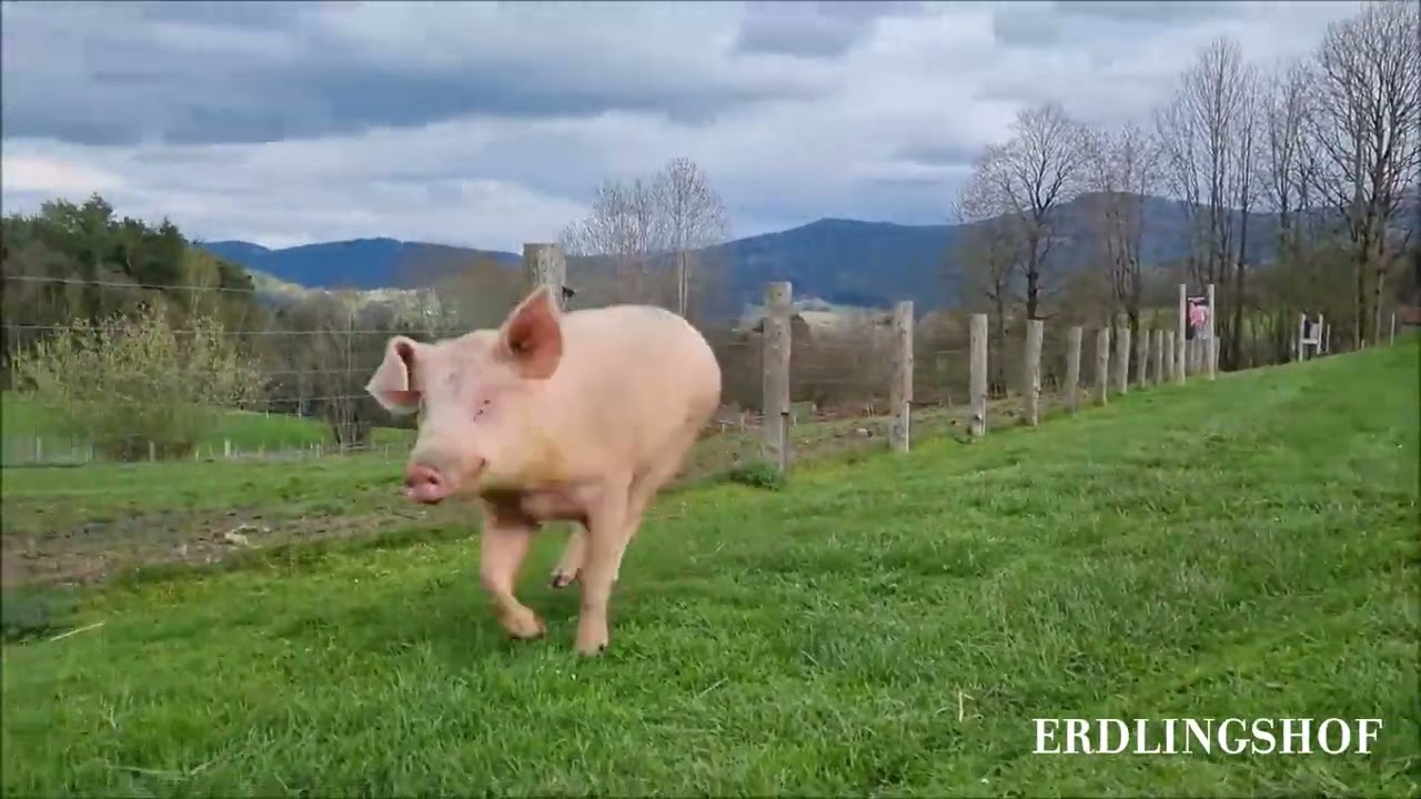 Erdlingshof: Frieda erkundet die Erdlingshof-Welt 🐽