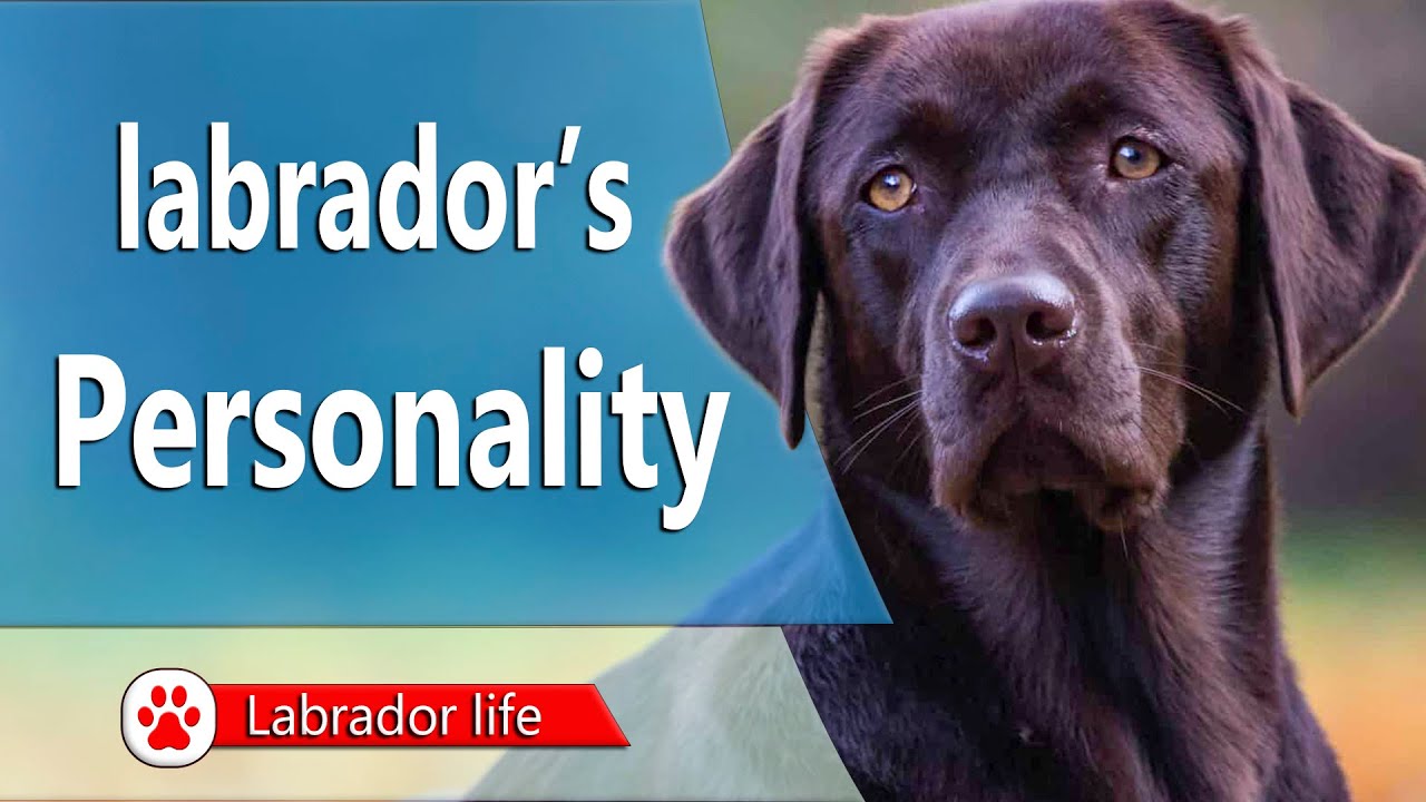 Labrador&rsquo;s personality