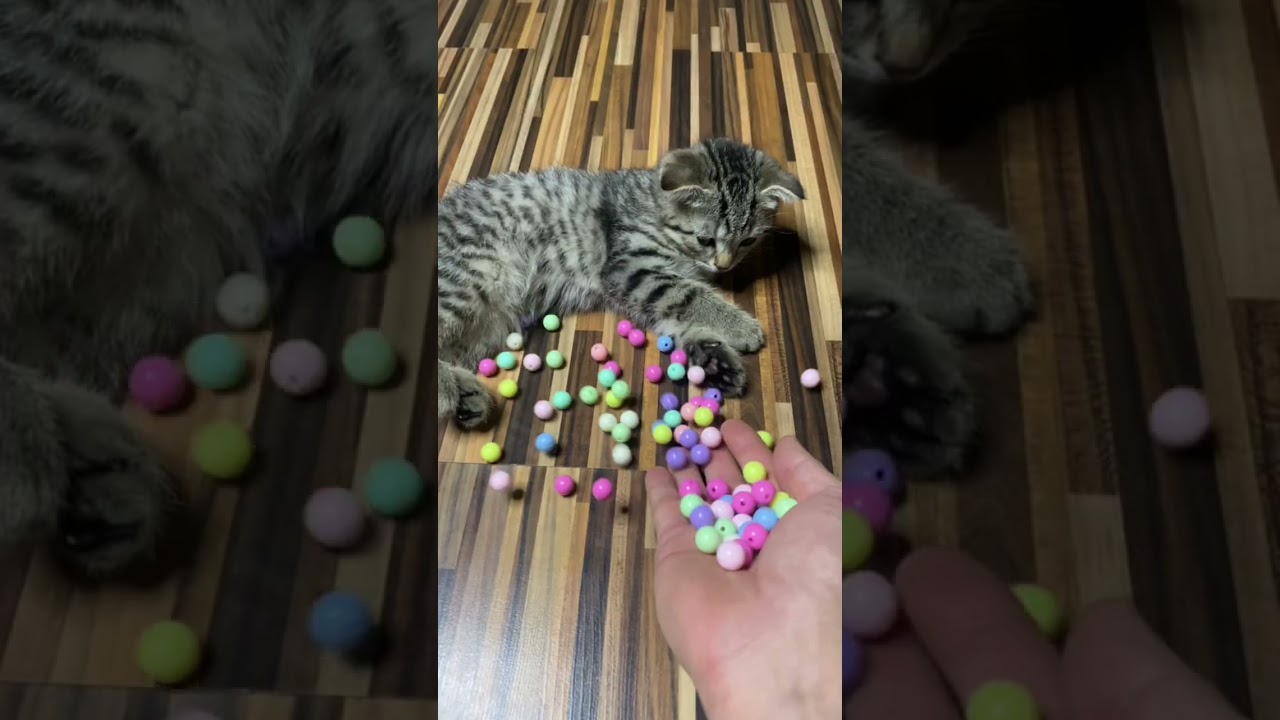 Cat & Beads 🍭 Reverse Video ASMR 