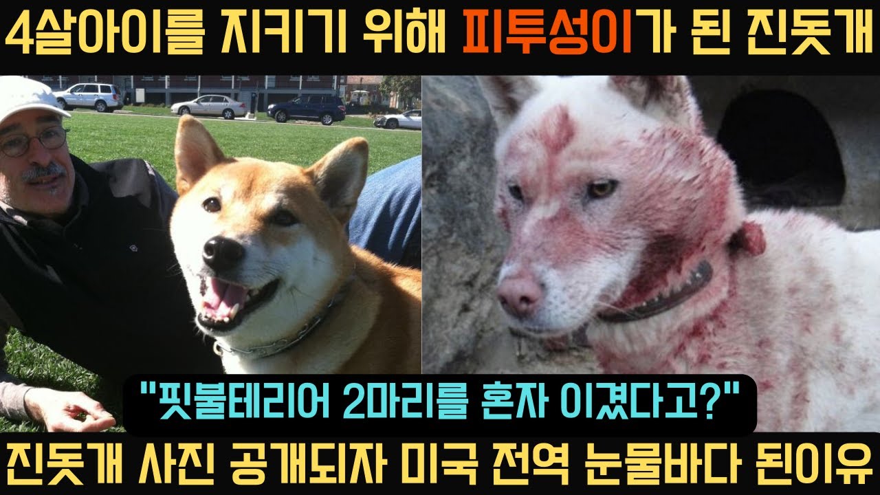 4살 주인 지키기 위해 피투성이 된 진돗개... 사진 공개되자 미국 전역 눈물바다 된 이유