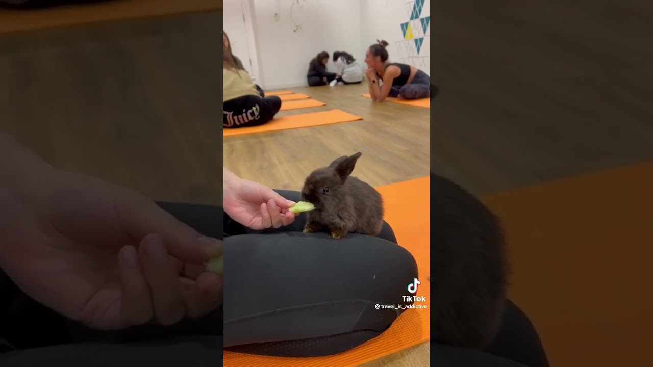 Hop into Zen: Experience Bunny Yoga in the Heart of London #london #shorts