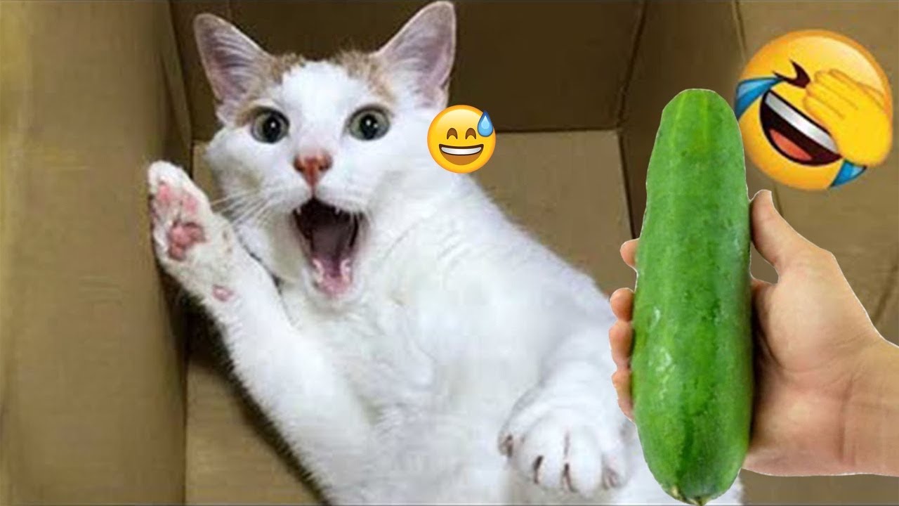 You Laugh You Lose 😺 Funniest Cats and Dogs 2026😂 Part 5