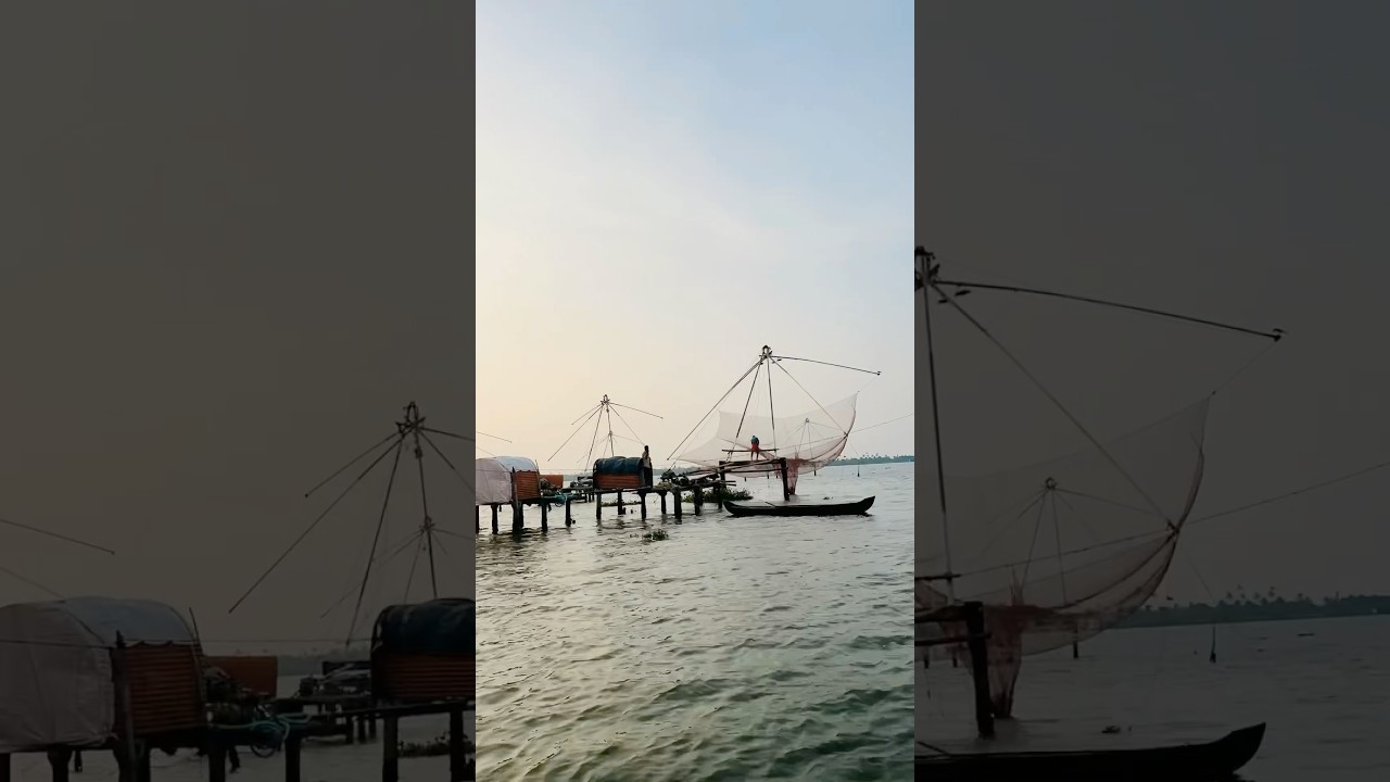 Catching fish with Chinese fishing net in kochi || Kerala || 