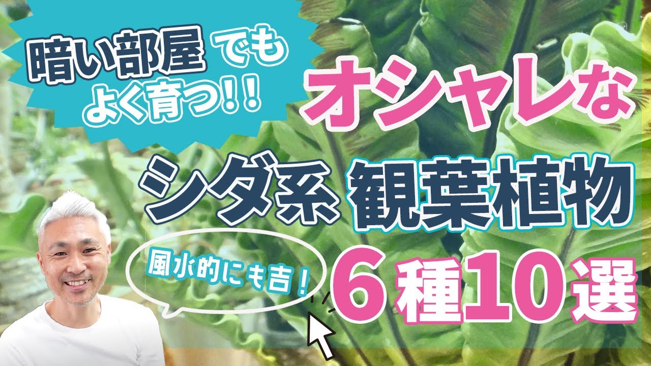 風水的にも吉！？暗い部屋でもよく育つおしゃれなシダ系観葉植物 6種10選