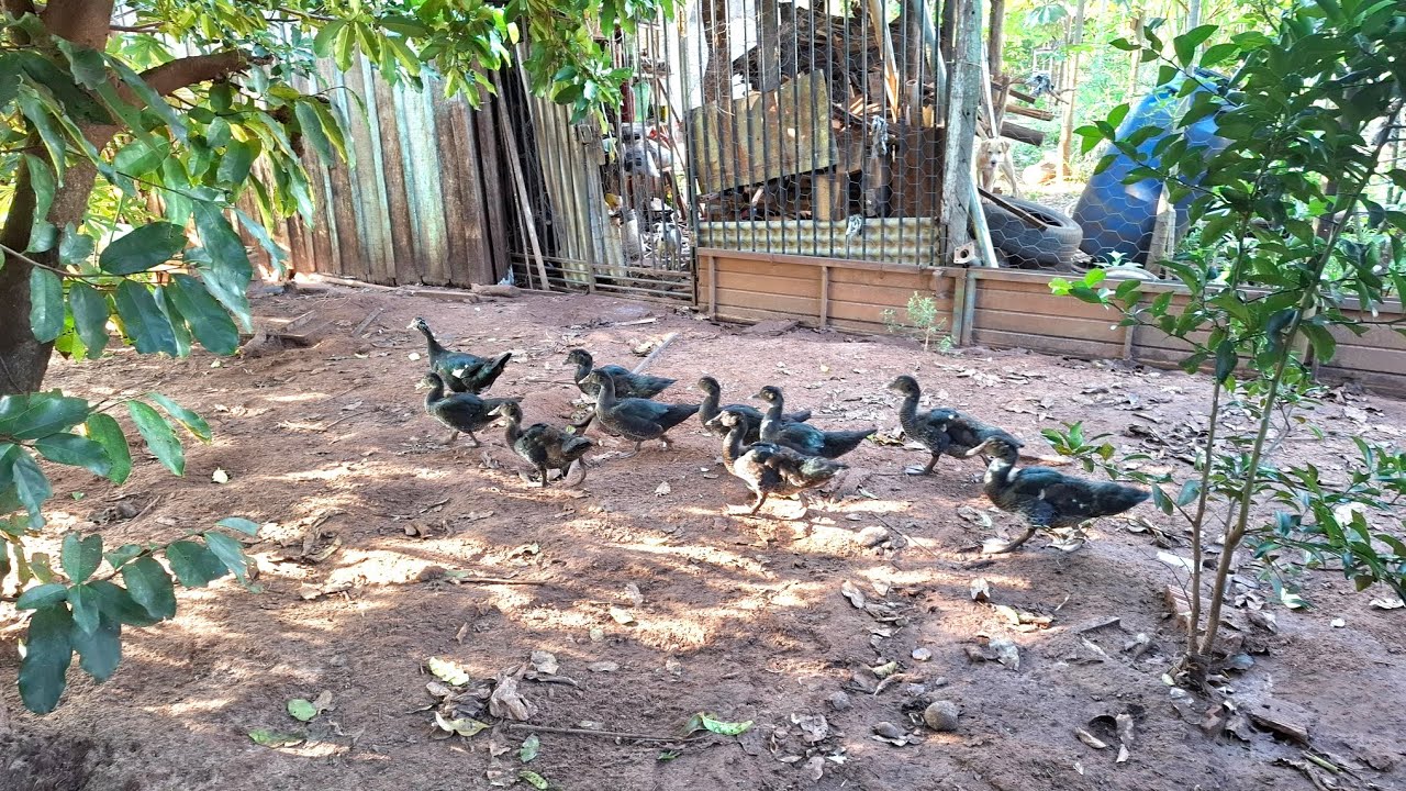 Primeiro vídeo de 2026. 💥💥