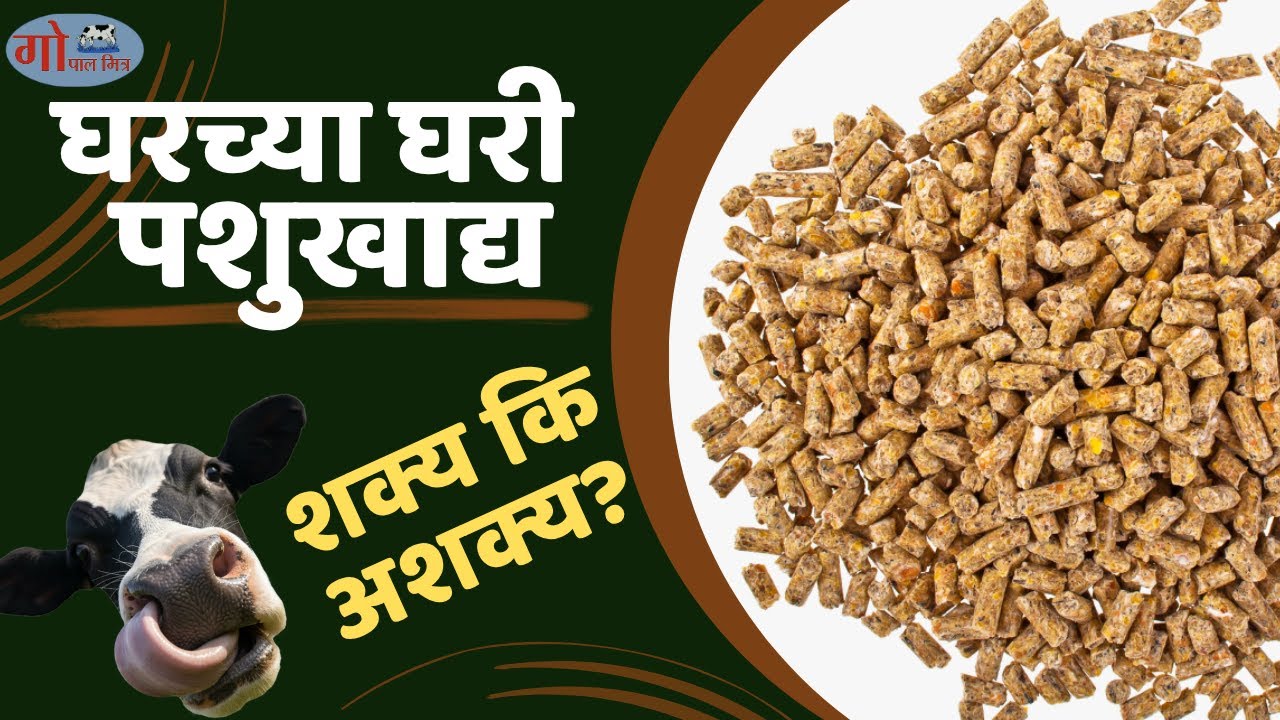 घरच्या घरी पशुखाद्य बनवणे! शक्य की अशक्य?