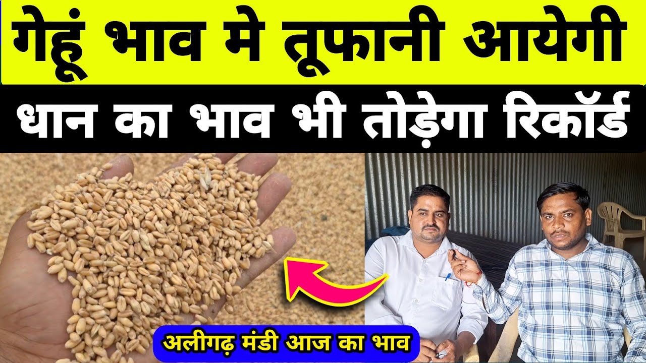 गेहूं मे रिकॉर्ड तेजी का माहौल बनेगा/ gehu ka bhav aaj ka /aligarh mandi bhav aaj ka / sarso ka bhav