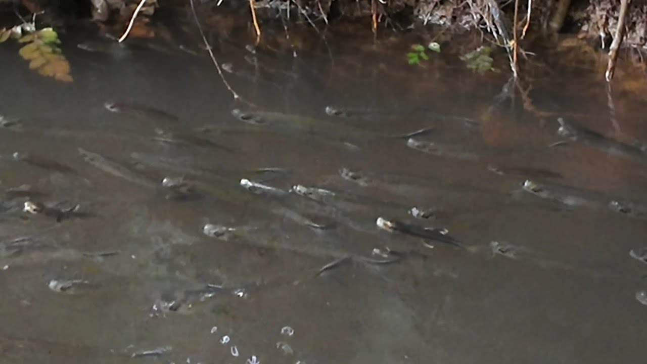 MELIHAT IKAN KECIL TIMBUL DAN MEN CEK TAJUR IKAN TOMAN 