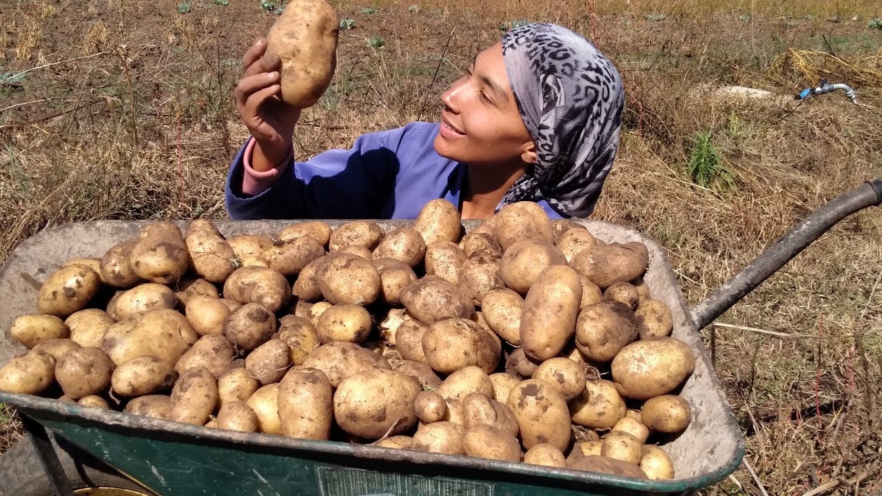 2023 Beginning of Winter Farm Update | Harvesting Potatoes by Hand | African Village Life