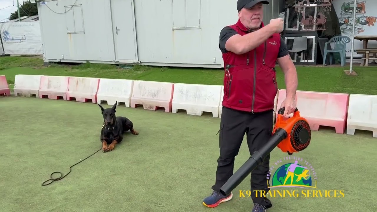 RESIDENTIAL DOG TRAINING 🇬🇧🇬🇧🇬🇧🇬🇧