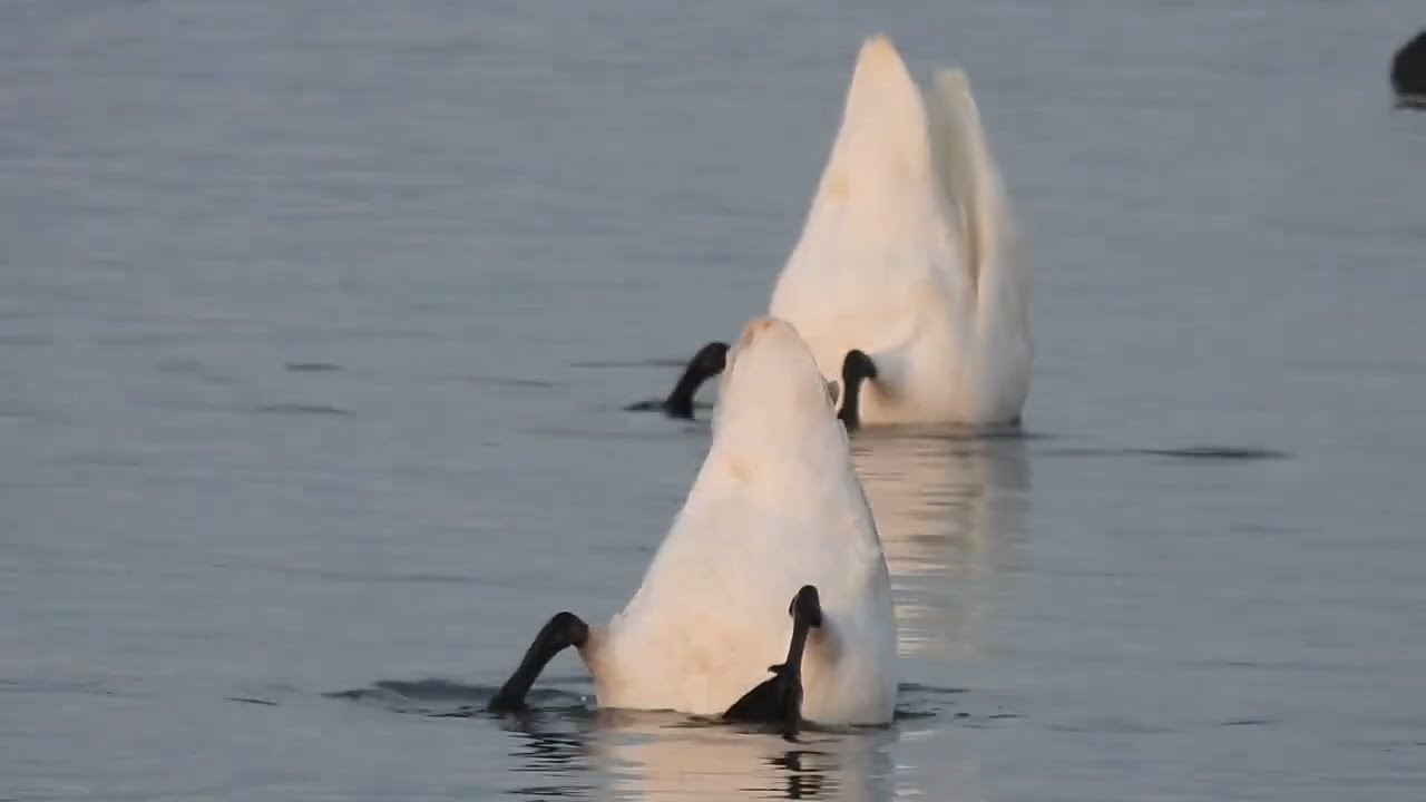 Tipping Tundra Swans in Winter