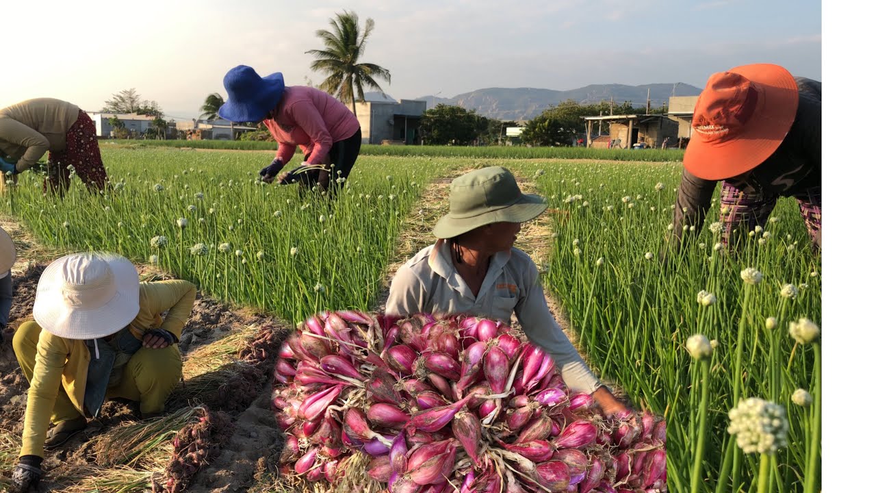 Thu hoạch NGỒNG HÀNH TÍM và CỦ HÀNH TÍM của nông dân Ninh Thuận.