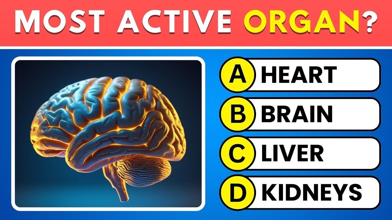 Сможете ли вы пройти этот тест по анатомии? 🧠 Пройдите этот тест из 30 вопросов! 📚