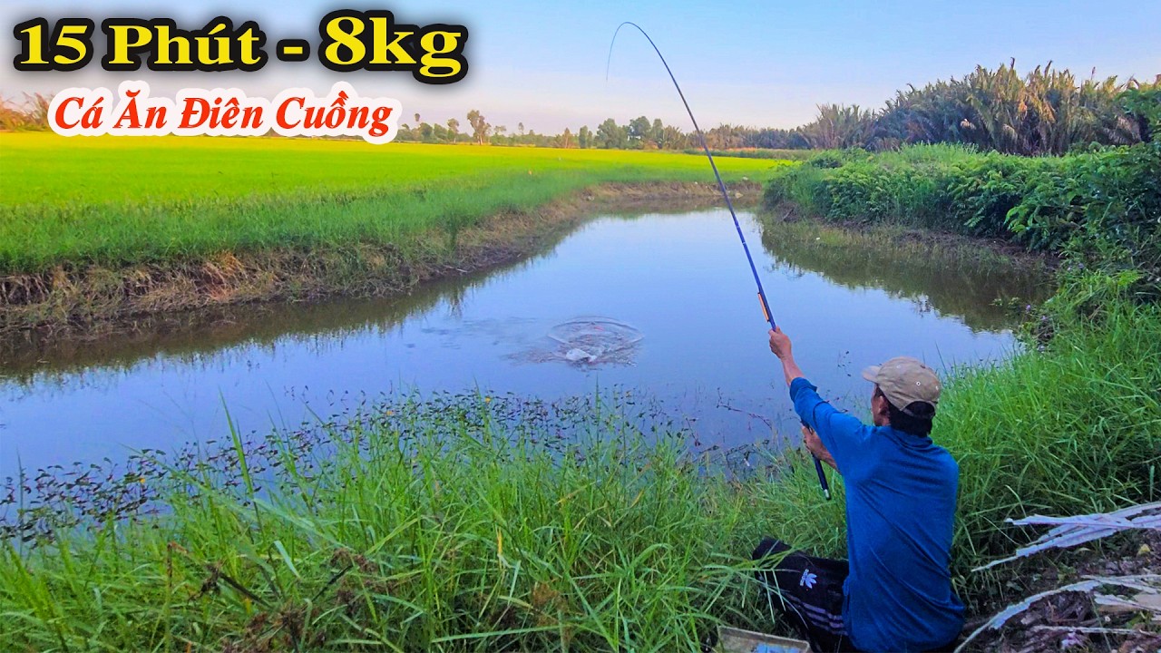 🔥 Mồi Đụng Nước Là Liệt Cần - Khủng Khiếp Bầy Cá Rô Phi To Ăn Điên Cuồng