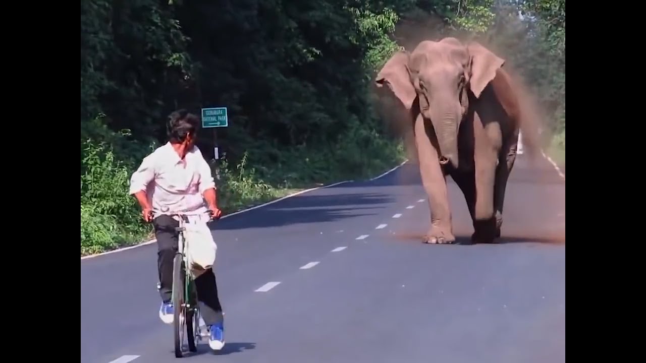 Top 20 video of cycle - watch until the end - INCREDIBLE SCENES