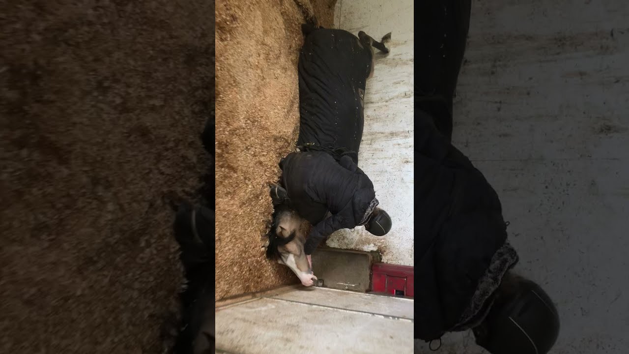 How to free a cast horse #ridethewrightway www.wwarena.com