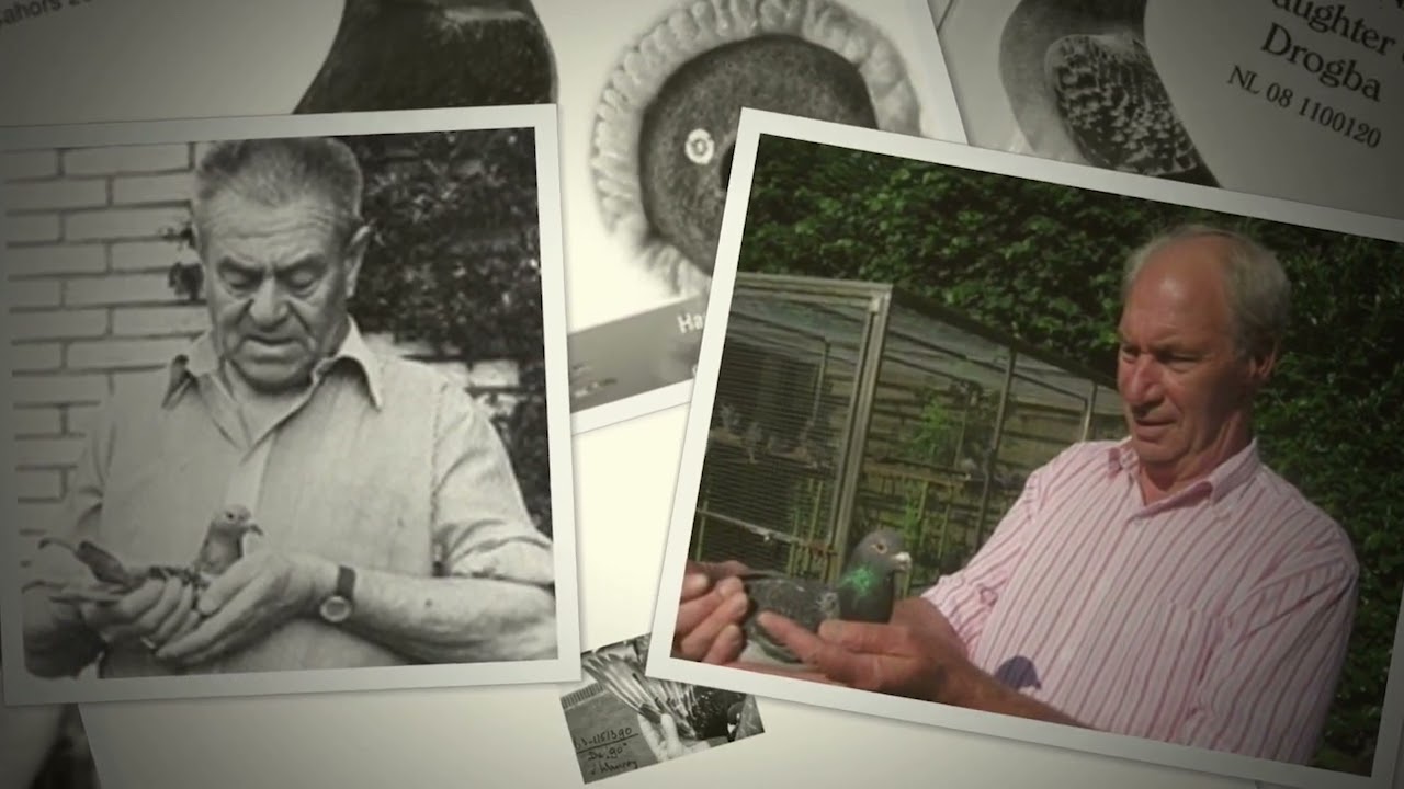 The Story of Van Wanroy Pigeons