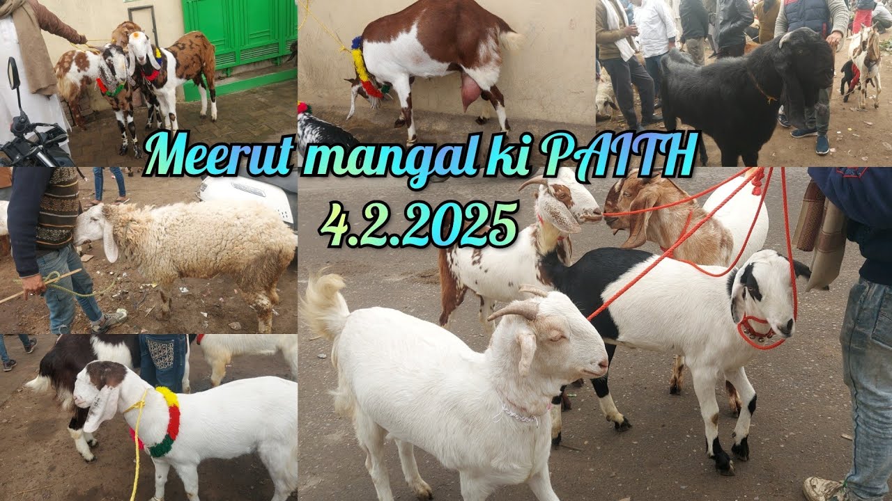 Meerut mangal ki paith with live price❤️👍😎
