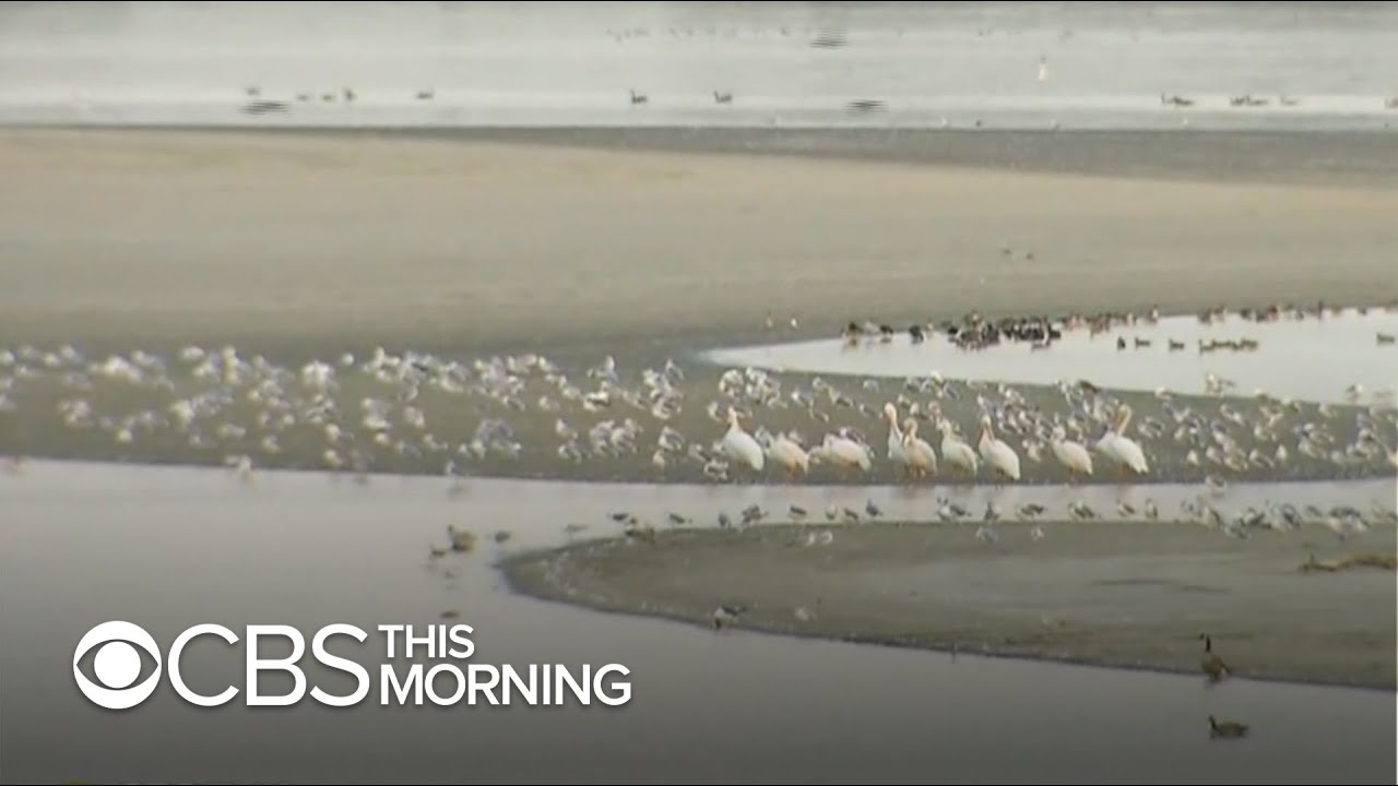 Several states see massive die-off of migratory birds