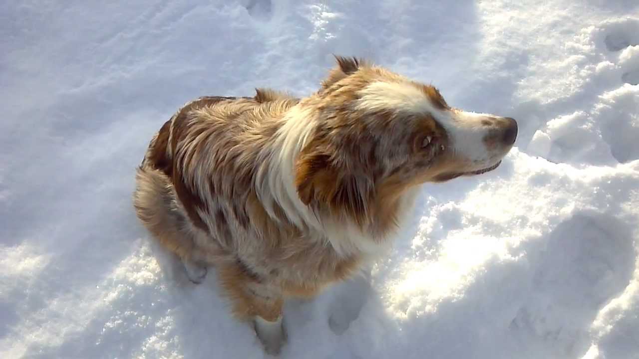 Talking Australian Shepherd Dog