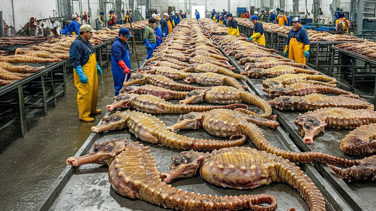 TAIWAN F&Auml;NGT MILLIONEN VON MEER&Auml;SCHEN, UM IHRE EIER ZU ERNTEN UND ZU VERKAUFEN