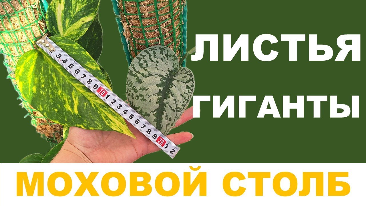 МОХОВАЯ ОПОРА (ТОТЕМ) для ароидных на примере Сциндапсуса и Эпипремнума. Часть 1. Правила ухода.
