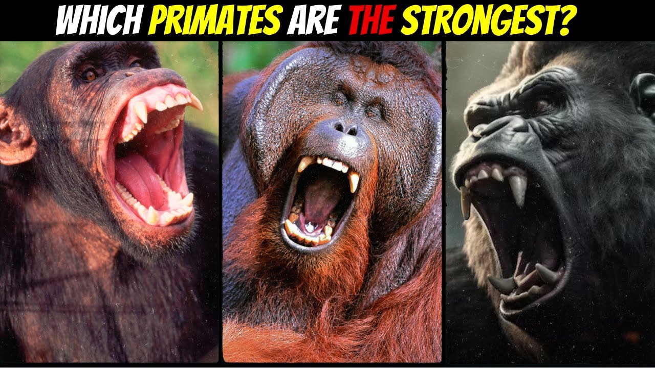 5 MOST Powerful Primates That Still Roam The Earth [Last One will Blow Your Mind] By Mr Jam Speaks