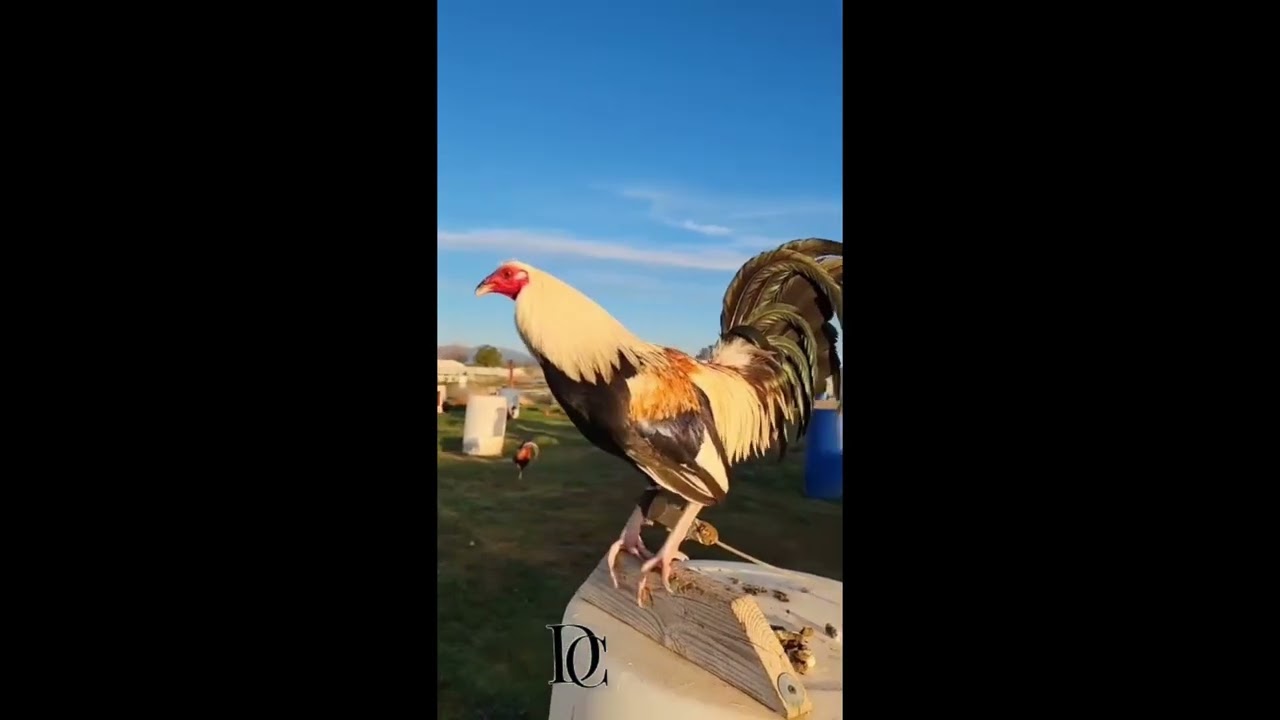 Primer combate rancho el 5