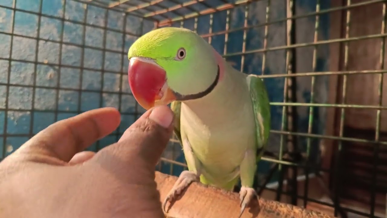 Toto ka ghar saaf kar raha hu aaj ❤️😁 #vlog 